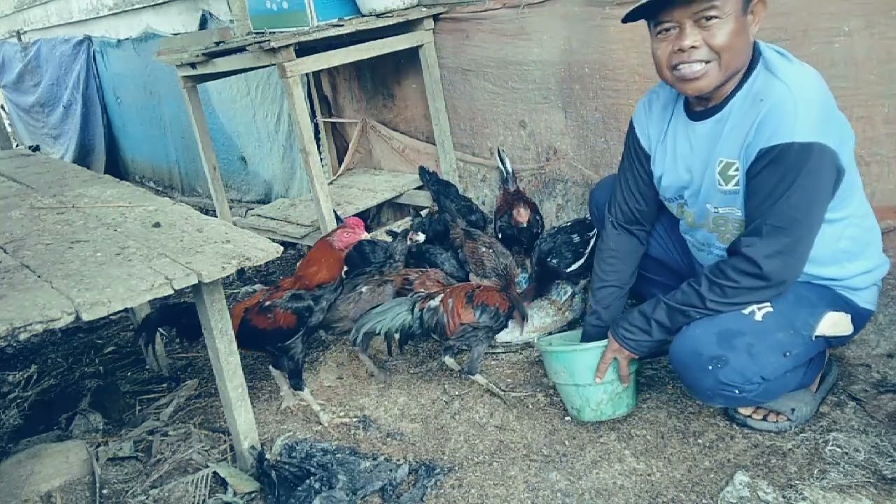 Beternak Ayam Kampung itu menghasilkan sekaligus sebagai hiburan 