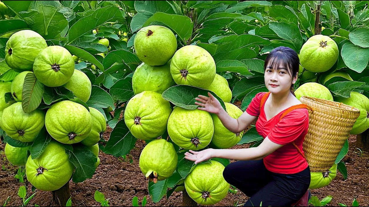 Ly Trieu Ca: Harvesting sweet giant seedless guava - How to traditional make fruit cake in village