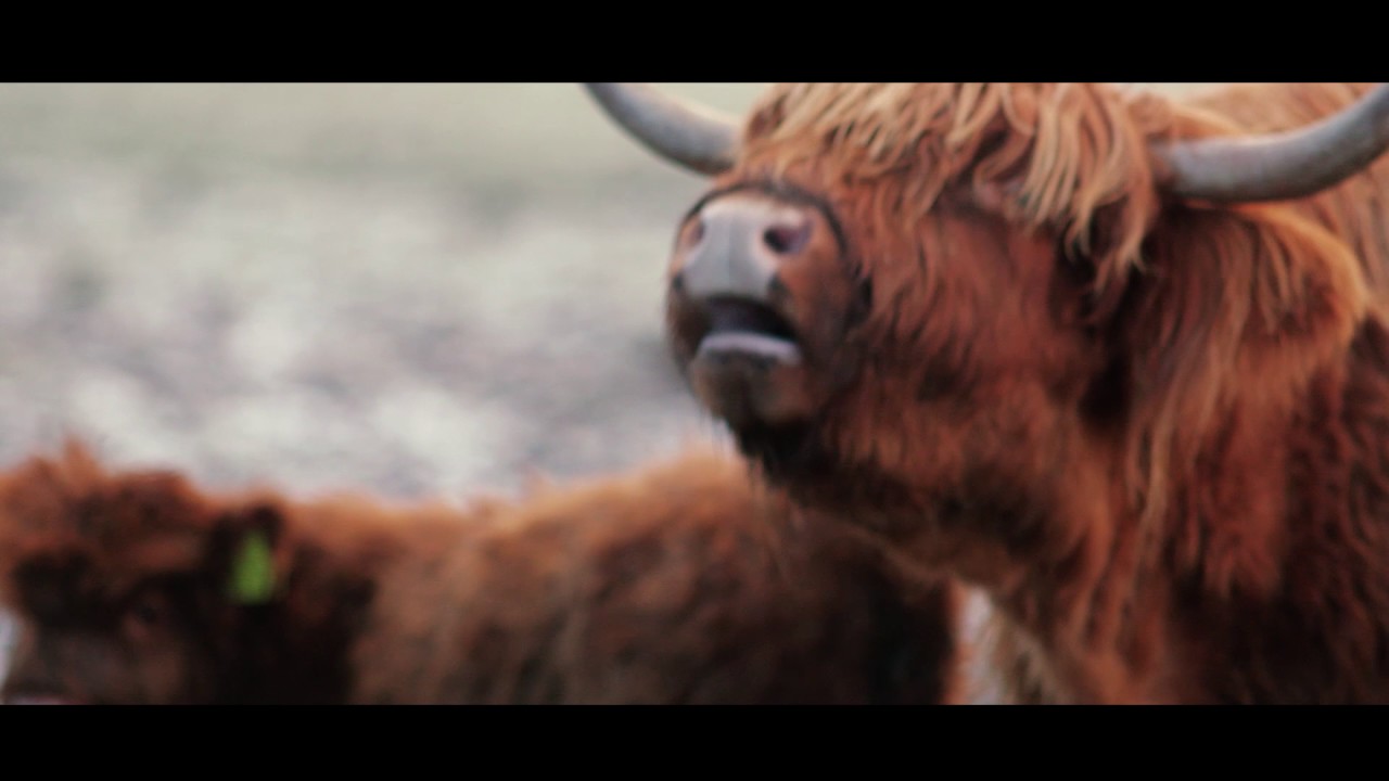 The Tomatin Movie