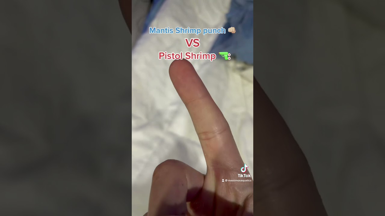Mantis Shrimp vs Pistol Shrimp