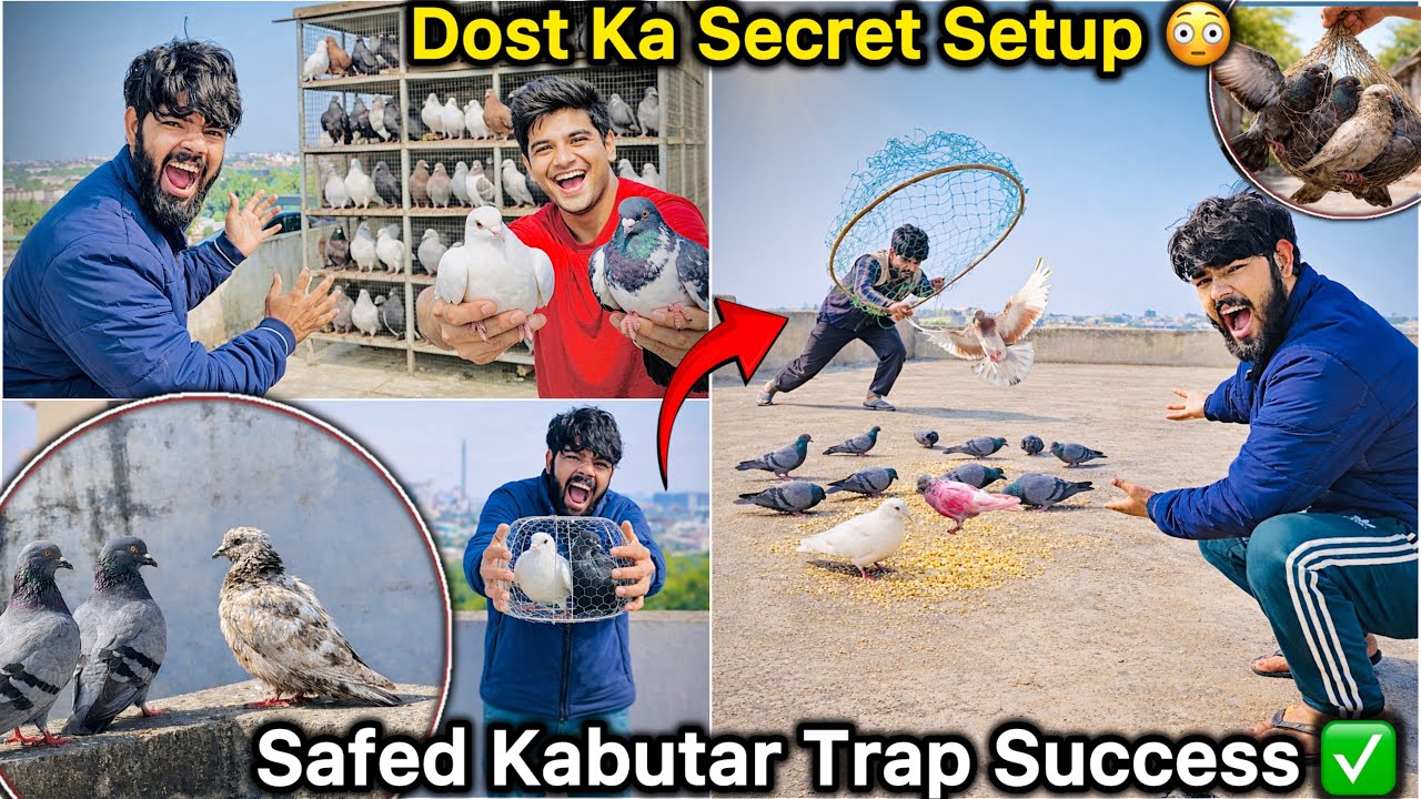Itne Sare Kabutar! WOW 😳 || Jungli Kabutar Se Safed Kabutar Pakadne Ka New Tarika 😍