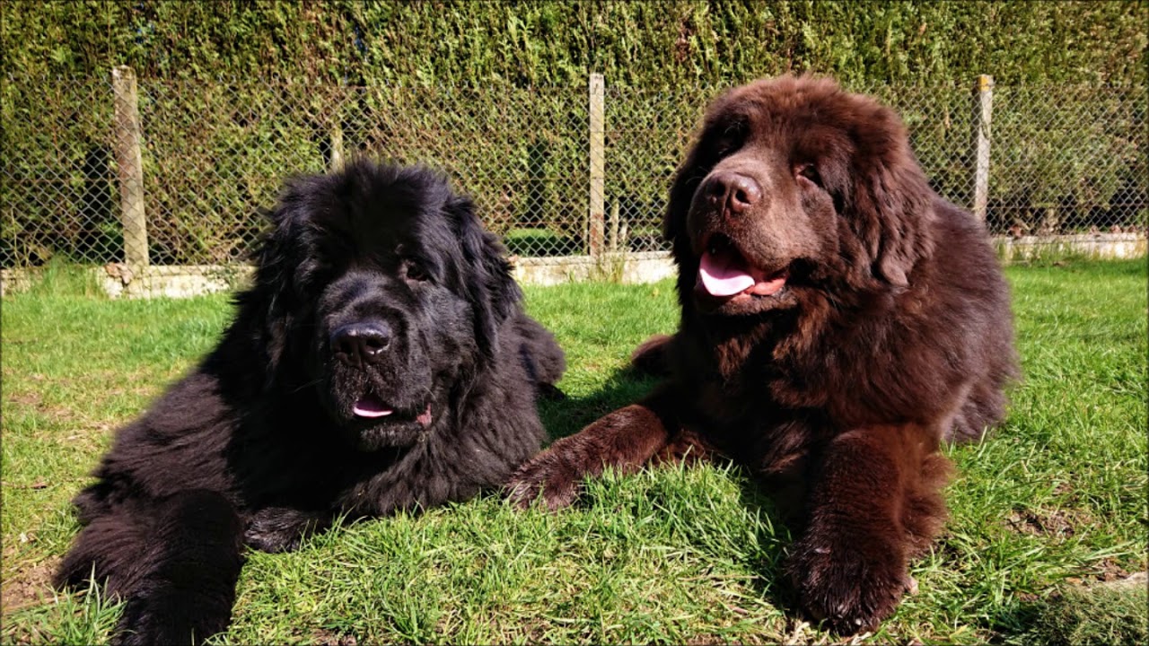Chiens Terre Neuve