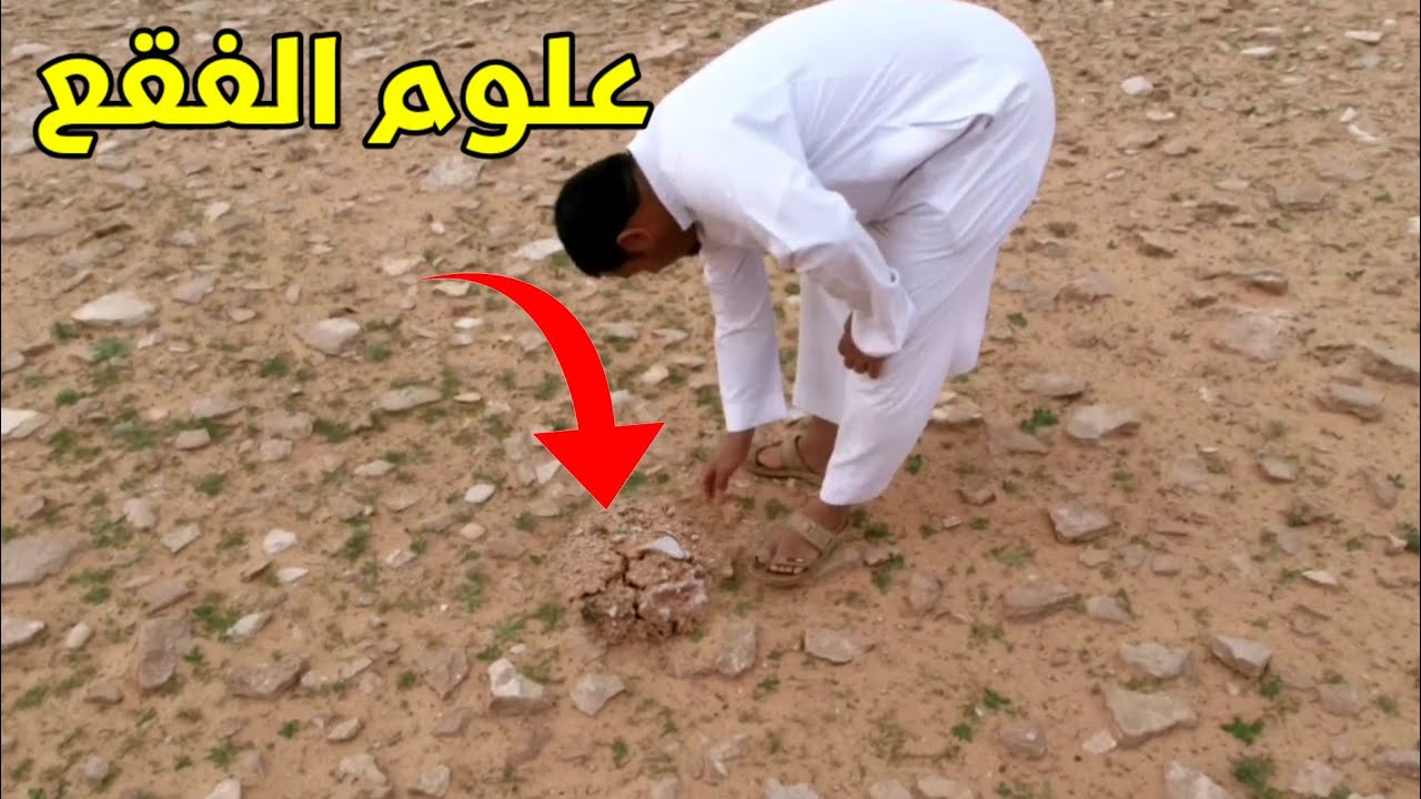 نبحث عن الفقع فيديو على السريع