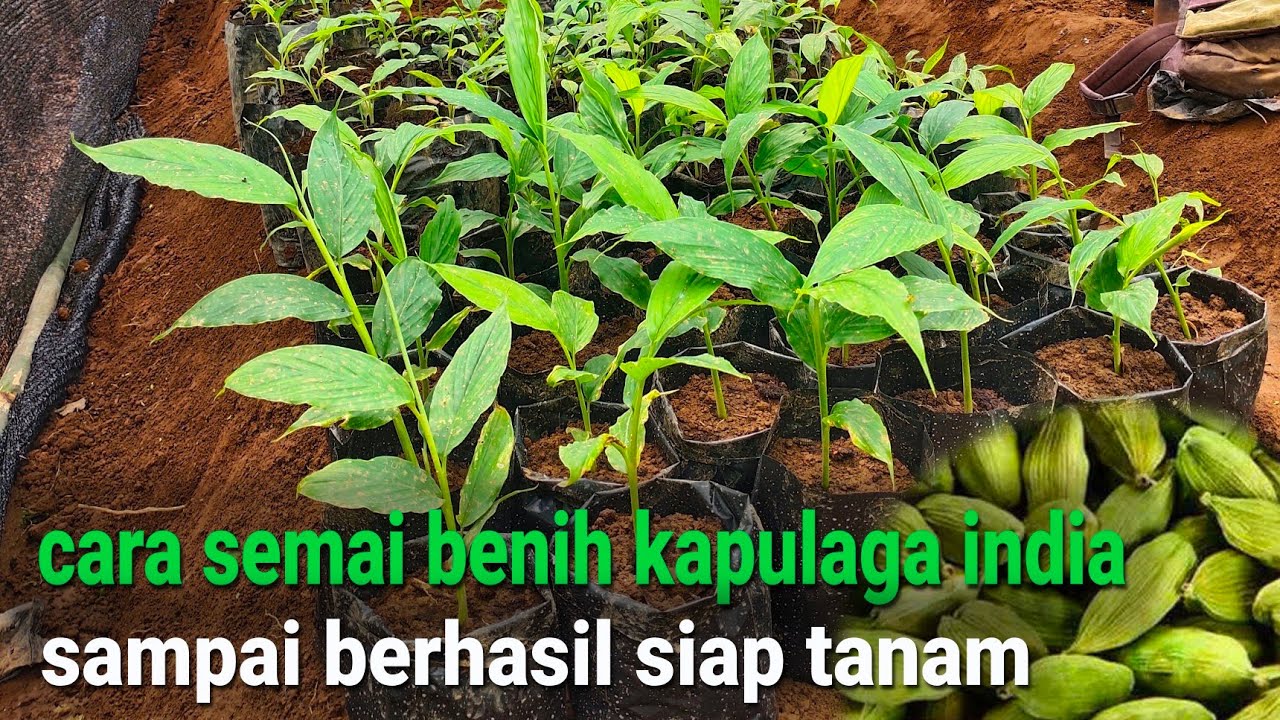 panduan cara semai kapulaga india sampai berhasil siap tanam di lahan