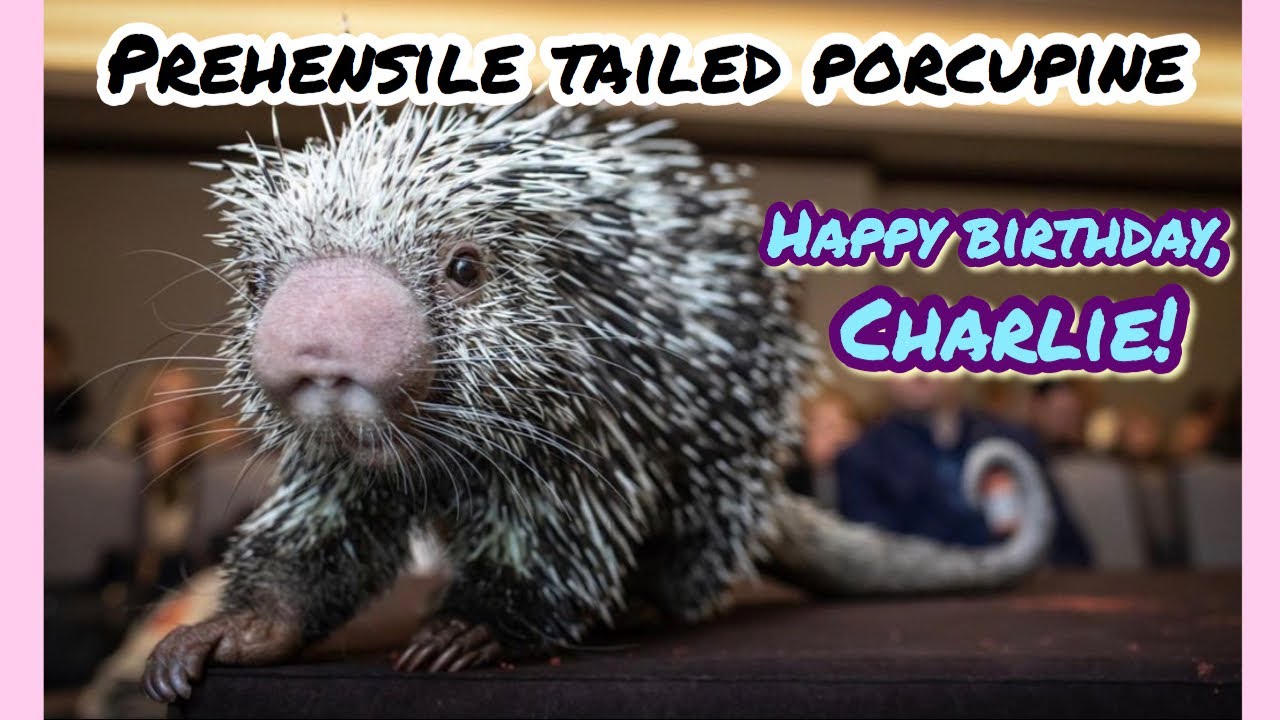 Charlie the Prehensile Tailed Porcupine! Happy 10th Birthday Charlie!