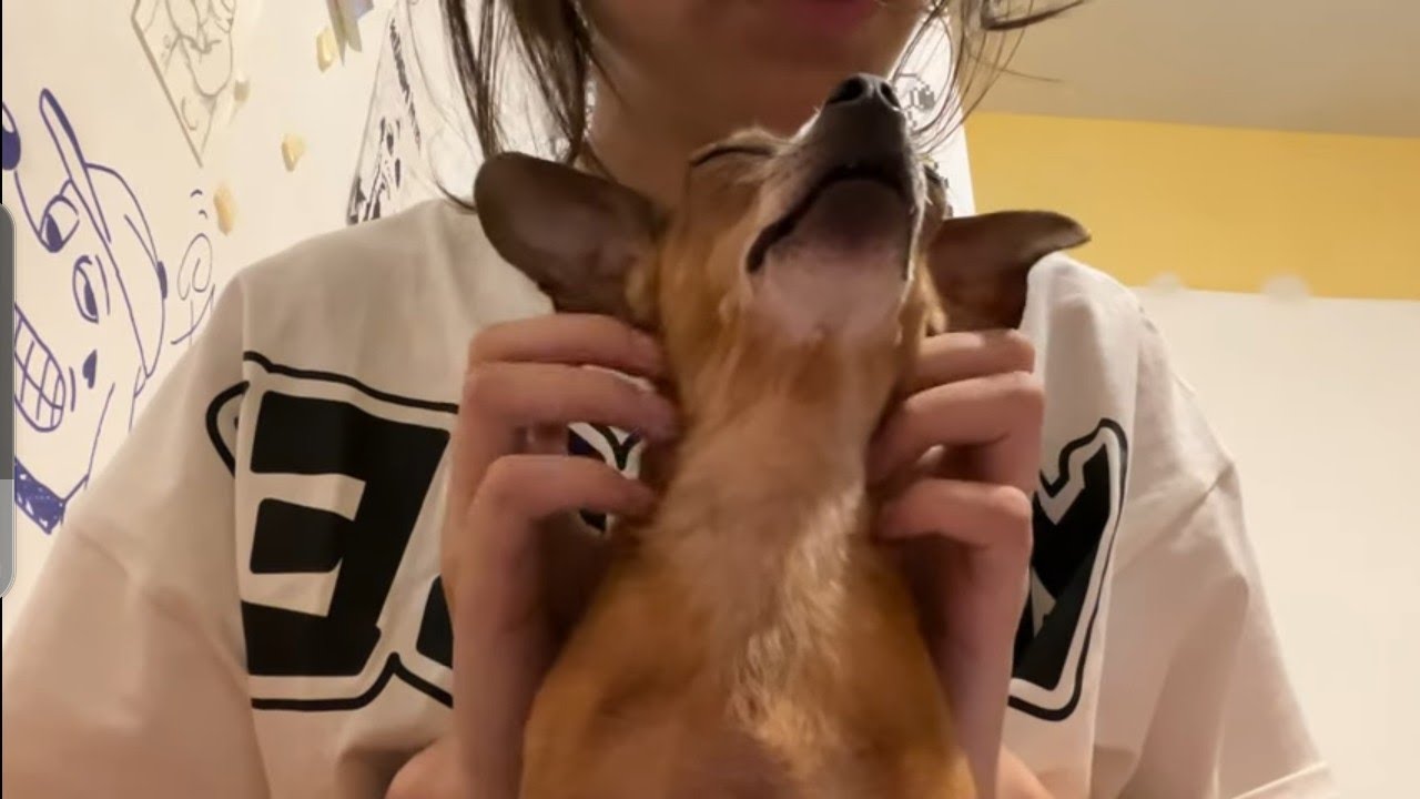 ASMR whit my dog lmao 