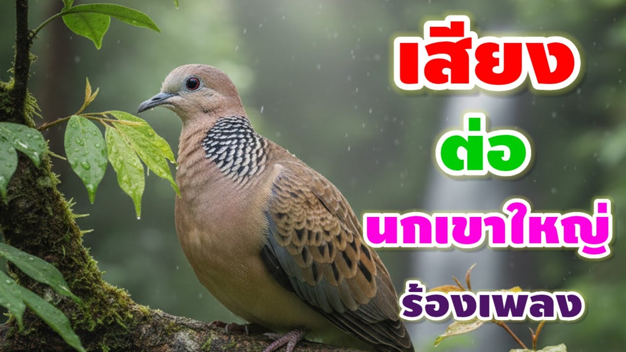 เสียงนกเขาใหญ่ร้องเพลงเพราะๆ นกเขาใหญ่ของฉันชอบร้องเพลงมาก นกของคุณชอบร้องเพลงเหมือนกันไหม มาแข่งกัน