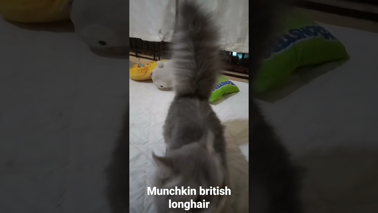 munchkin british longhair