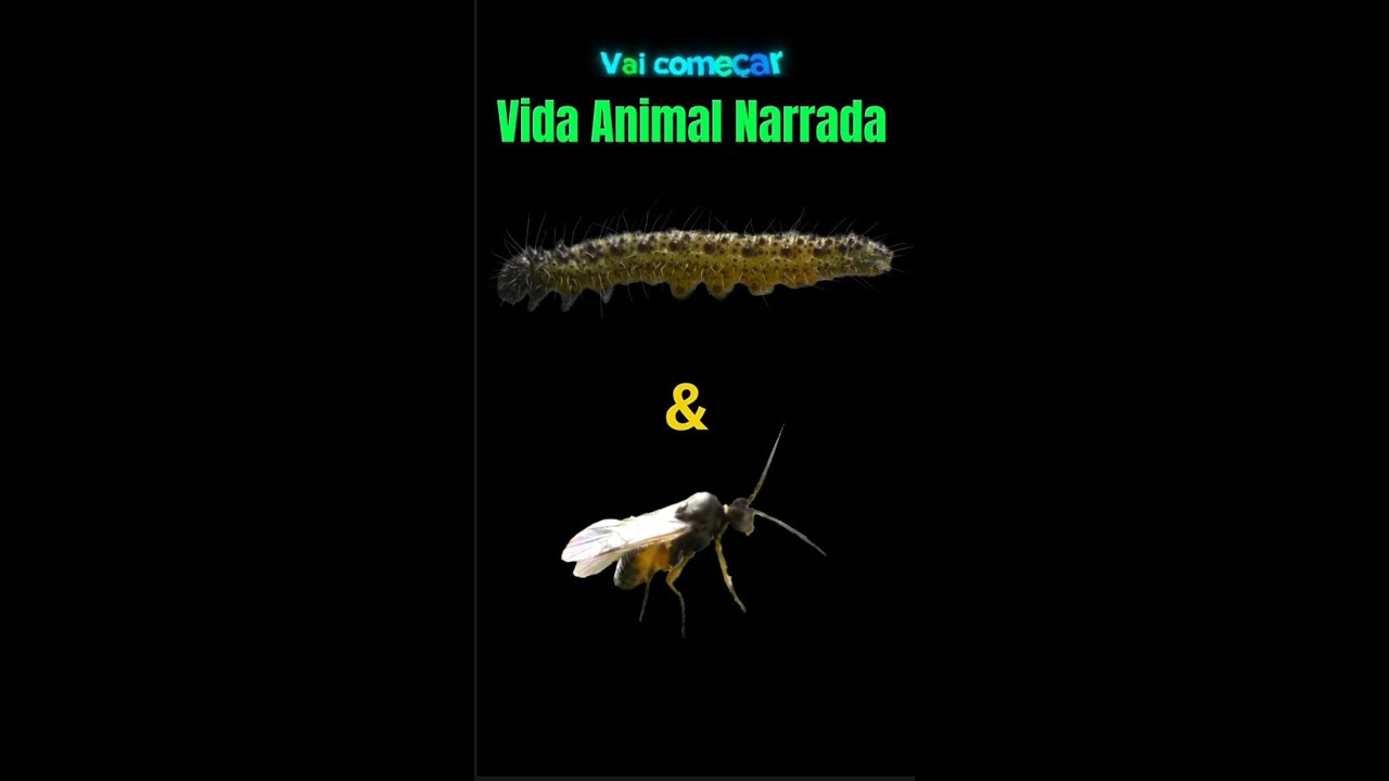 Vida Animal Narrada - Lagarta e Vespa