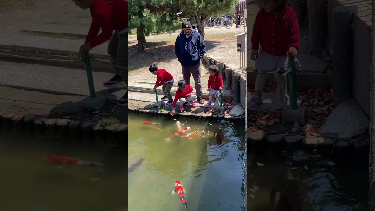 They are not scared of humans 🥰. #japan #travel #family #fish #koi #shorts