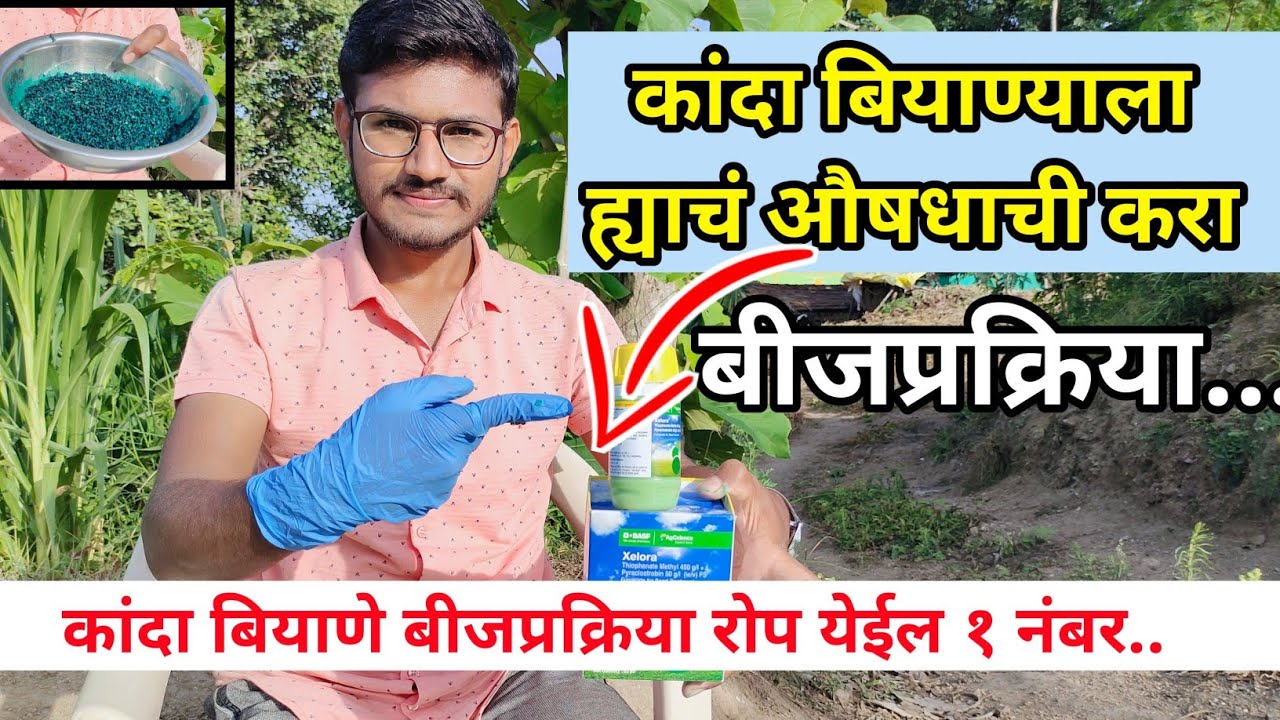 कांदा बियाणे बीजप्रक्रिया कशी करावी संपूर्ण माहिती / kanda biyane bijprakriya / onion seed treatment