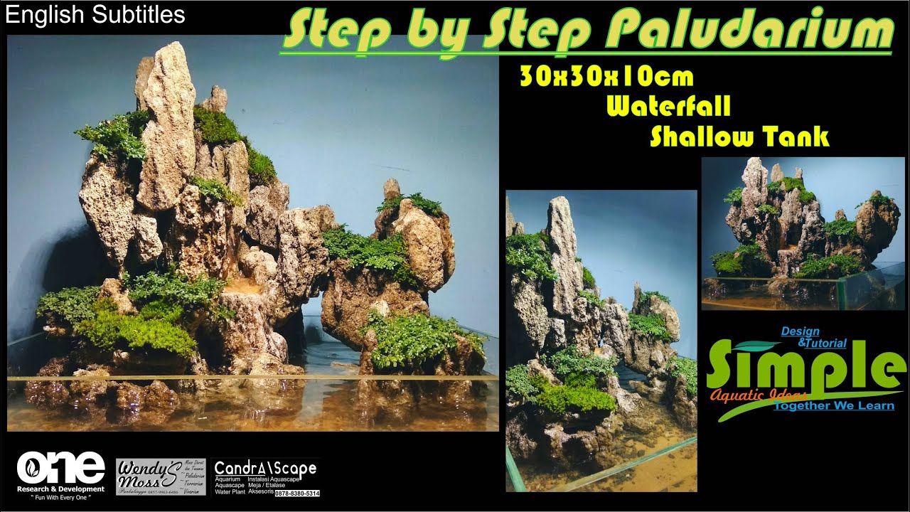 Step by Step Shallow Paludarium 30 cm dengan air terjun mengalir #59