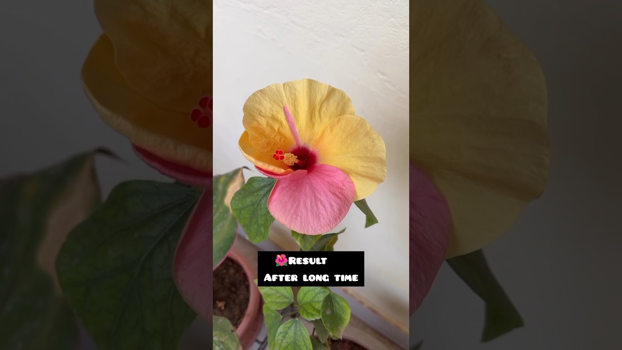 Hibiscus journey from cross pollination to blooms🌺......#youtubeshorts #trending #garden