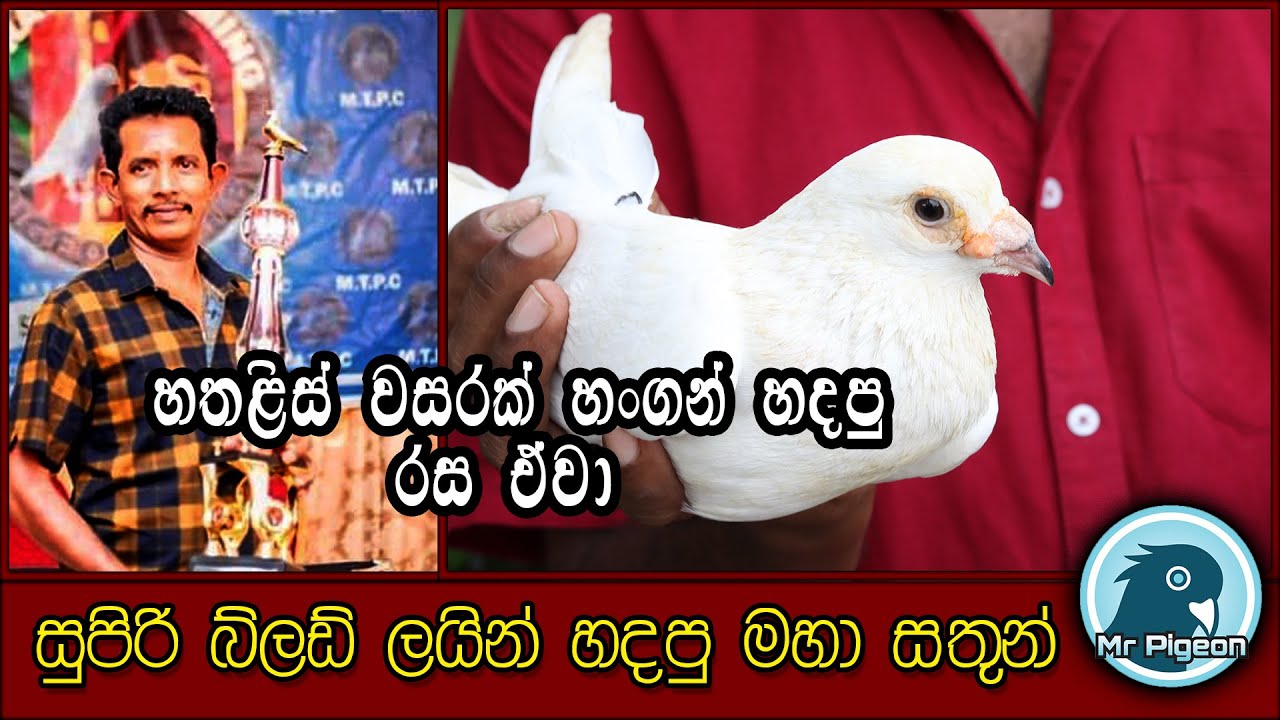 කාටවත්ම නොපෙන්වපු මහ සතුන් - හතළිස් වසරකට වැඩි පරවී ඉතිහාසයේ මුල්ම පුරුක්