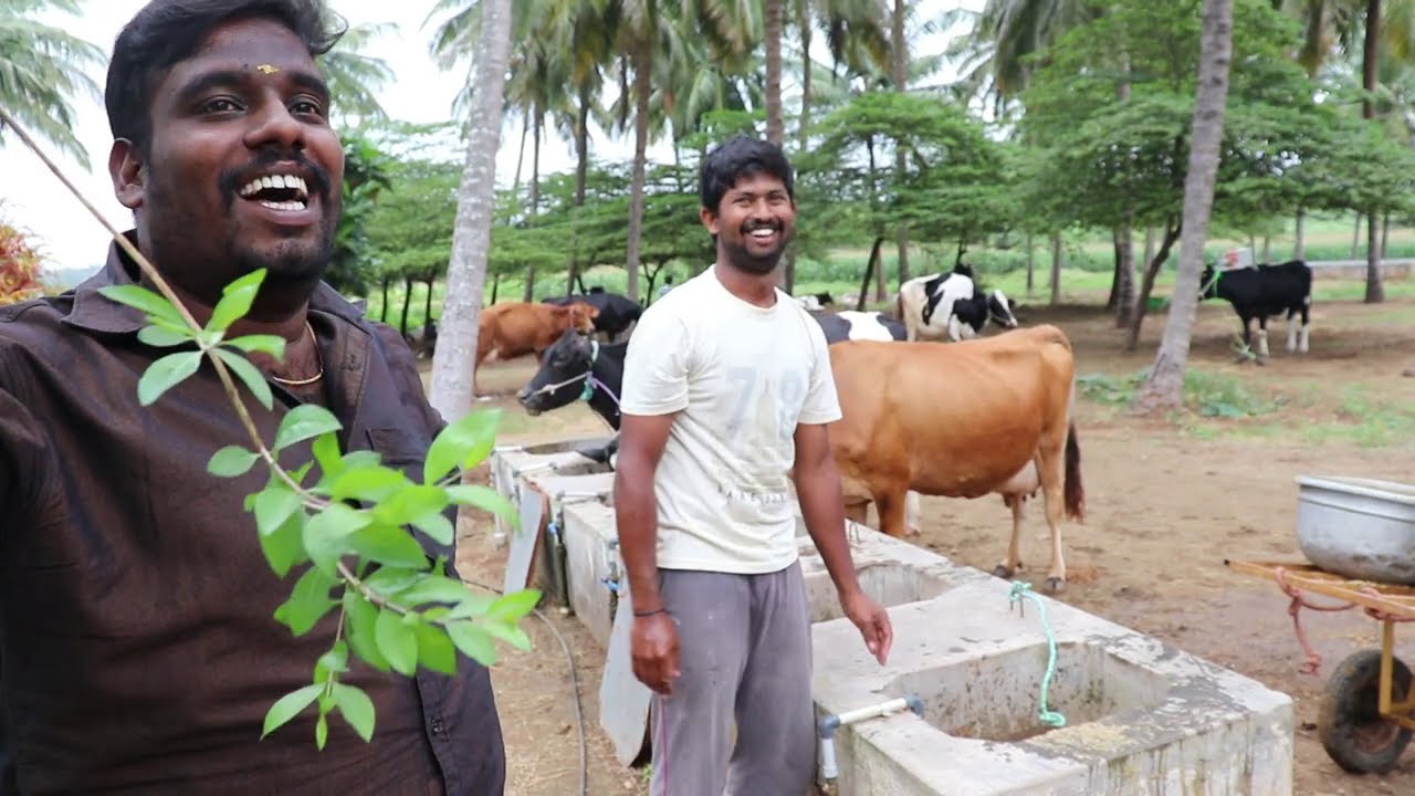 ലൈസെൻസ് ഇല്ലാതെ ഫാം നടത്താം 40+ cows pollachi hightech farm |agritechfarming malayalam