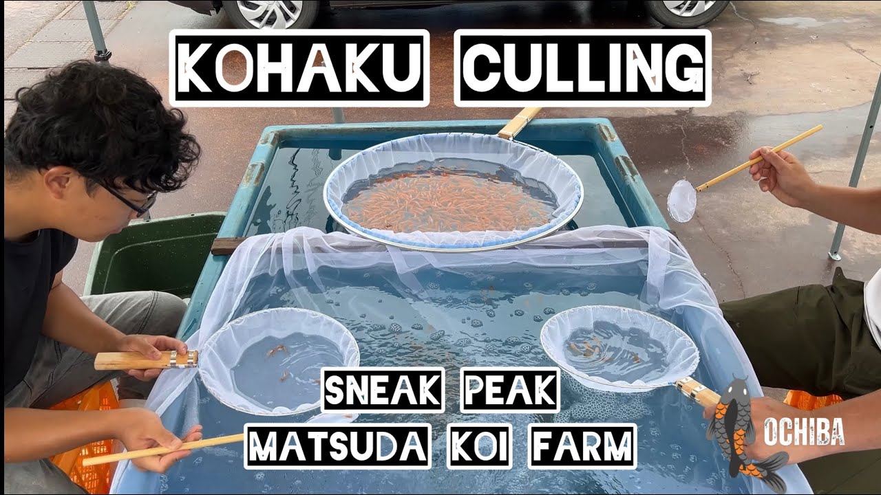 Sneak Peak- Culling with Matsuda Koi Farm! 4K HD - Koi Kulture -