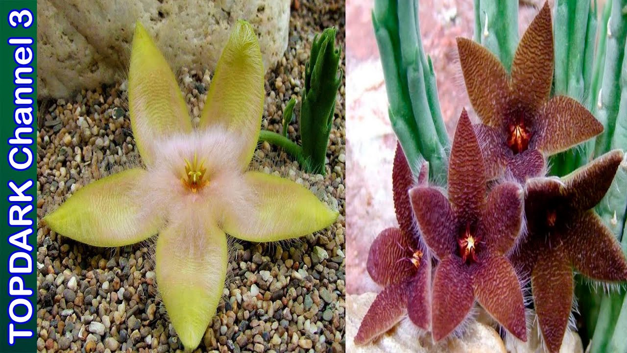 15 Variedades de Stapelia
