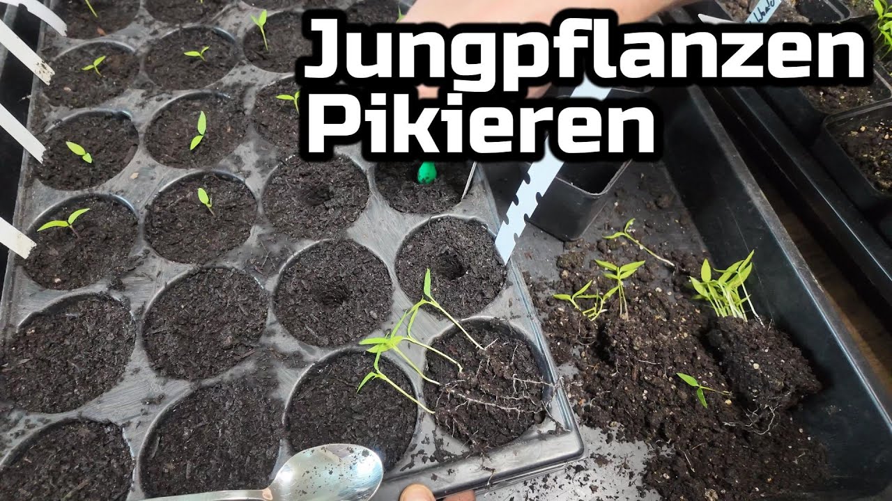 Pflanzenanzucht, Chilli und Kräuter selber ANBAUEN