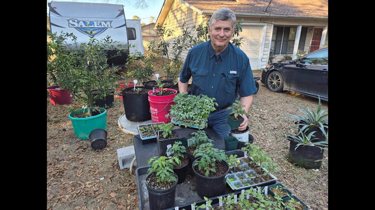 Growing Micro Dwarf, Dwarf and Regular Tomatoes in Containers, Grow in Nearly Any sized Pot.