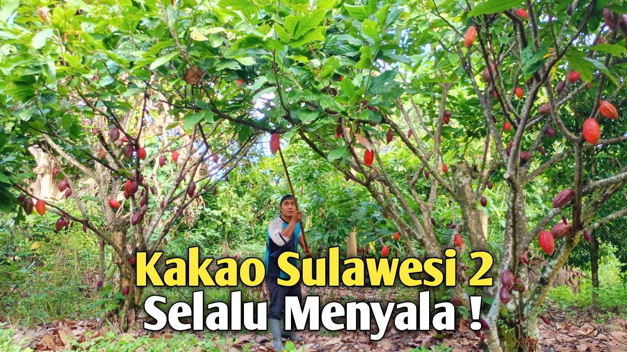 Panen Kakao Sulawesi 2 !