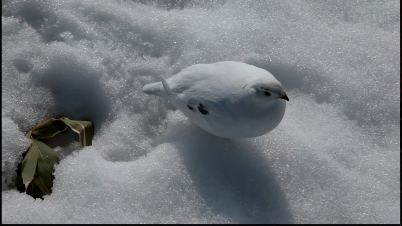 雷鳥さんの行進