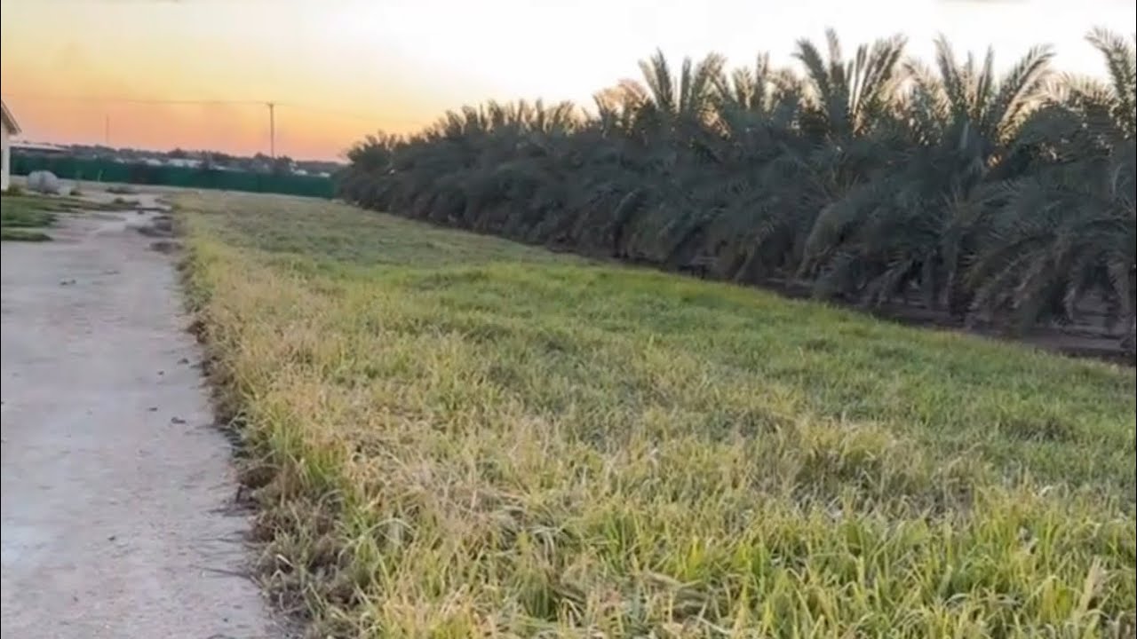 زراعة اعلاف البونيكام المون ريفر في الكويت