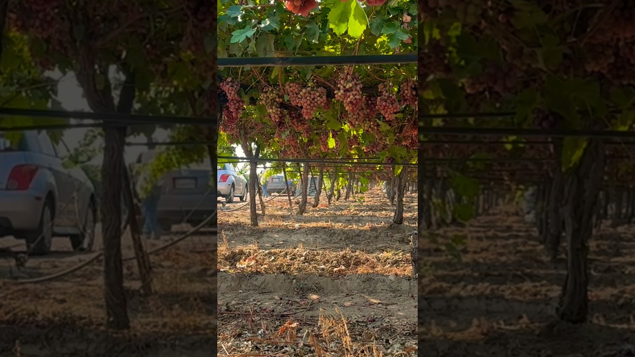field work in California 