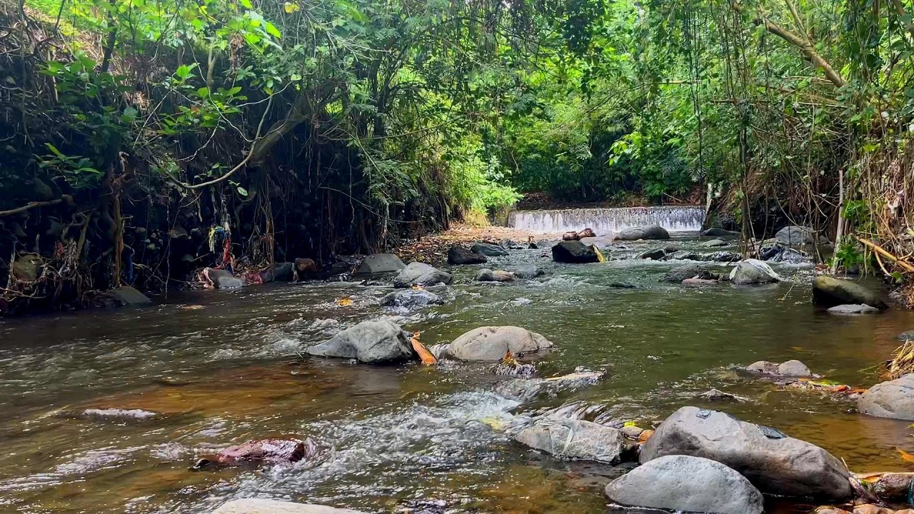 Gentle River Flow & Beautiful Birdsong 🌊🌿 Natural Sounds for Stress Relief & Calm Mind