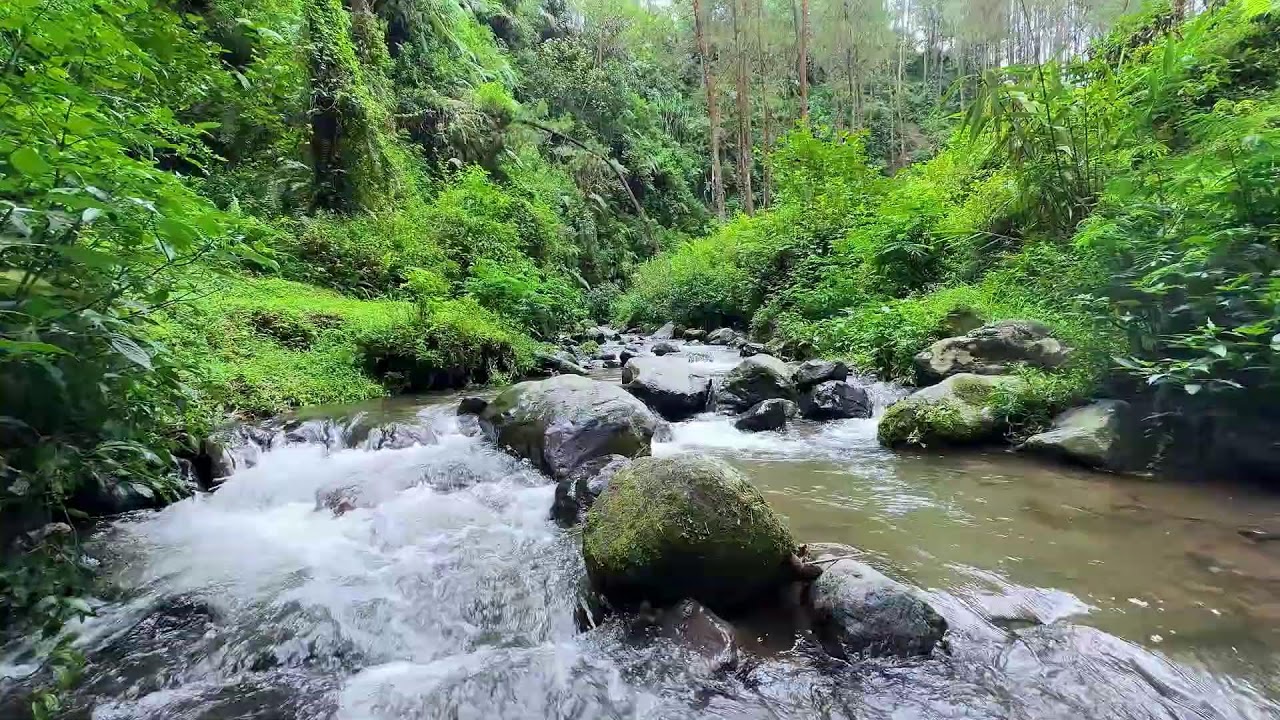 Restore your balance with soothing river sounds near a tranquil forest path to calm your busy mind
