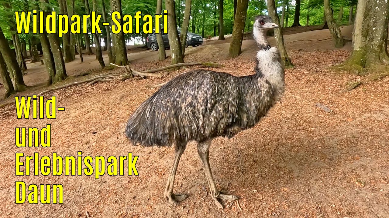 Wild- und Erlebnispark Daun - Wildpark Safari 2025 part 1