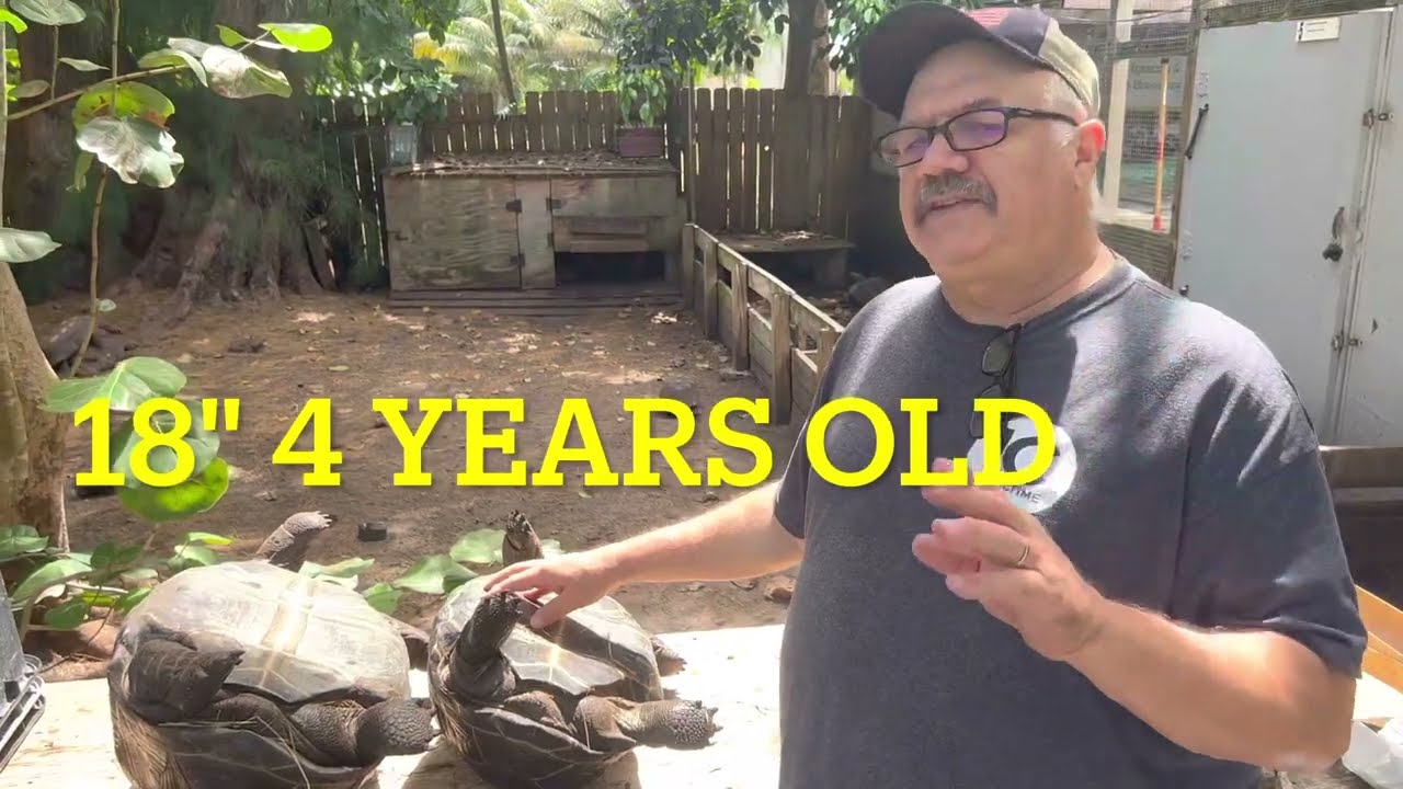 Sex determination in 4 1/2 year old Aldabra Giant  tortoises￼
