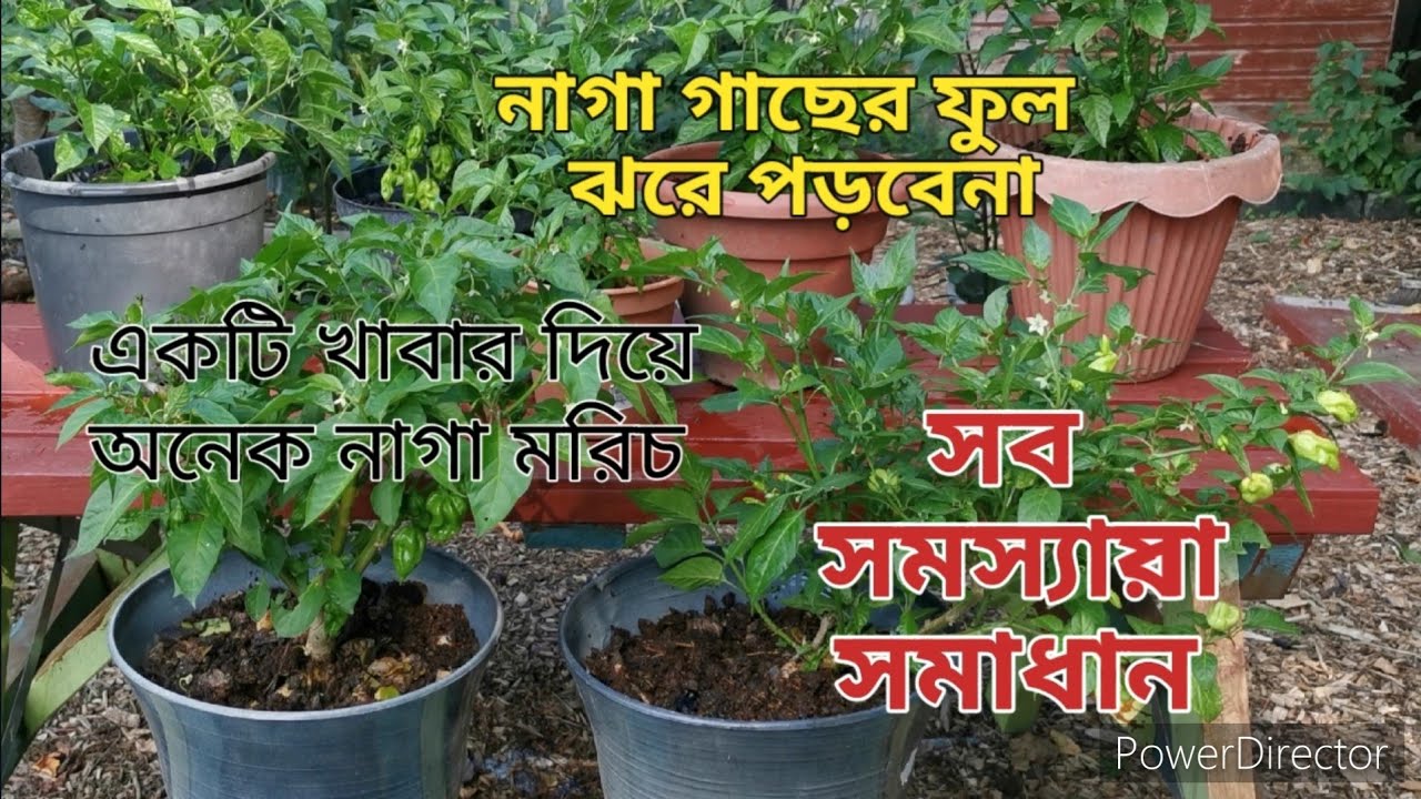 বোম্বাই মরিচের ফুল ঝরে পড়বেনা মাত্র একটি ফার্টিলাইজার।গাছে আসবে দ্বিগুণ নাগা মরিচ। Hot chilli plant