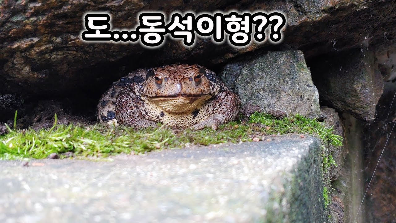 팔 운동에 올인한 대왕 떡두꺼비 [오브리더]