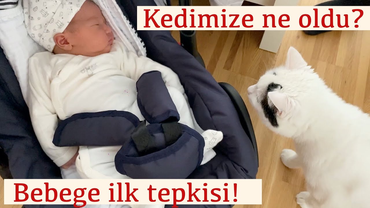 KEDİMİZLE BEBEĞİMİZİN İLK KARŞILAŞMASI VE SONRA OLANLAR!