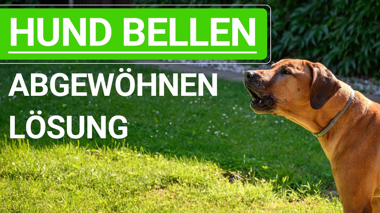 💥🐶 Hund das BELLEN abgewöhnen ➡️ Warum ER bellt - die LÖSUNG ➡️ Erklärvideo 🐶💥✔️