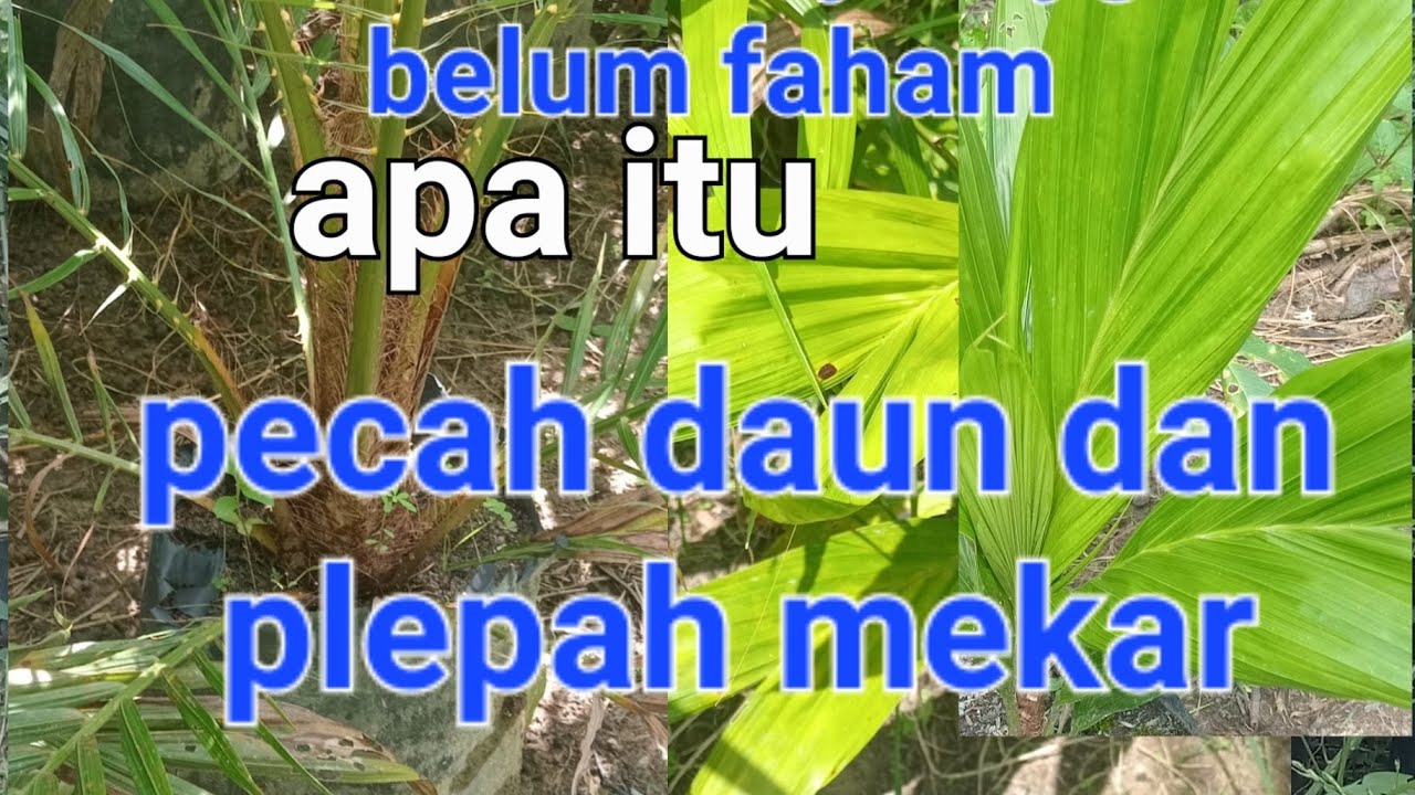 cara pilih bibit sawit yg bagus dan simpel, #khususpemula