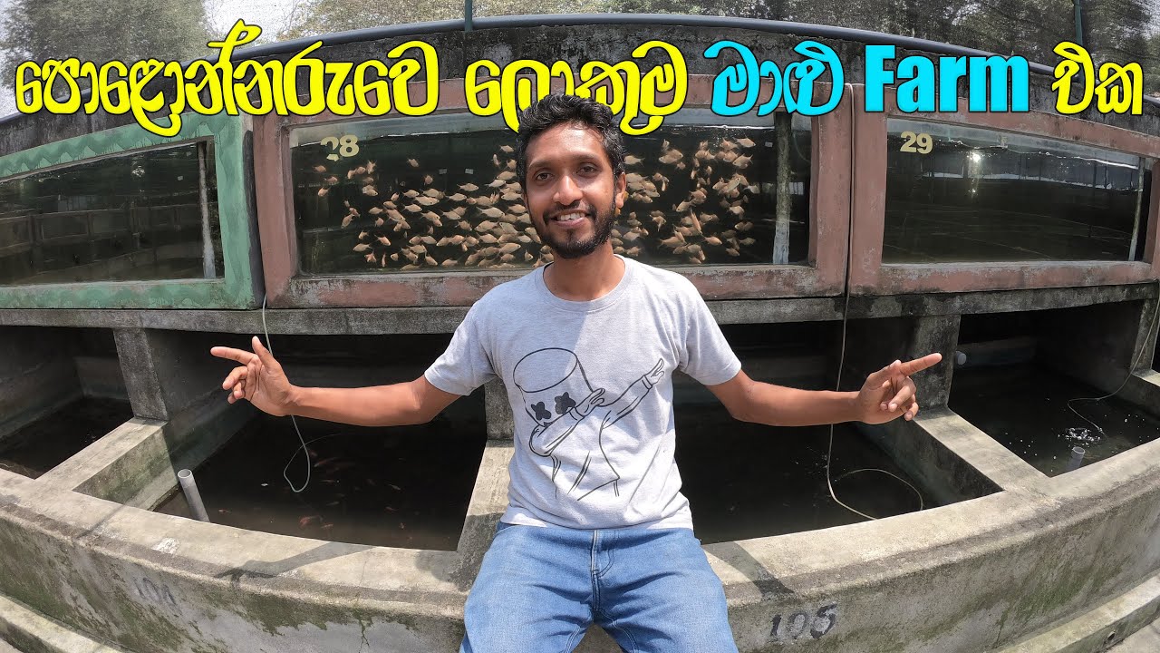 පොළොන්නරුවෙ කළුකැලේ තියන ලොකුම ලොකු මාළු Farm එක 🇱🇰 | Oasis Fish Farm Sri Lanka
