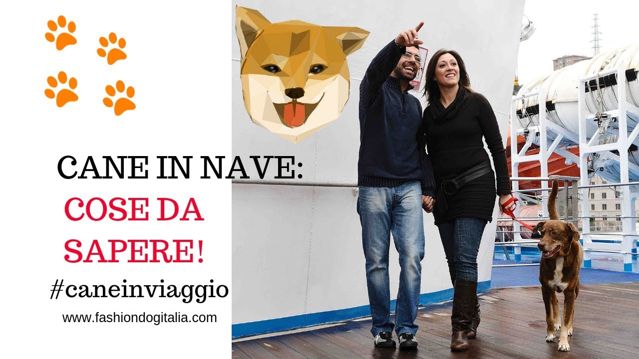 Cane in nave: cose da sapere!