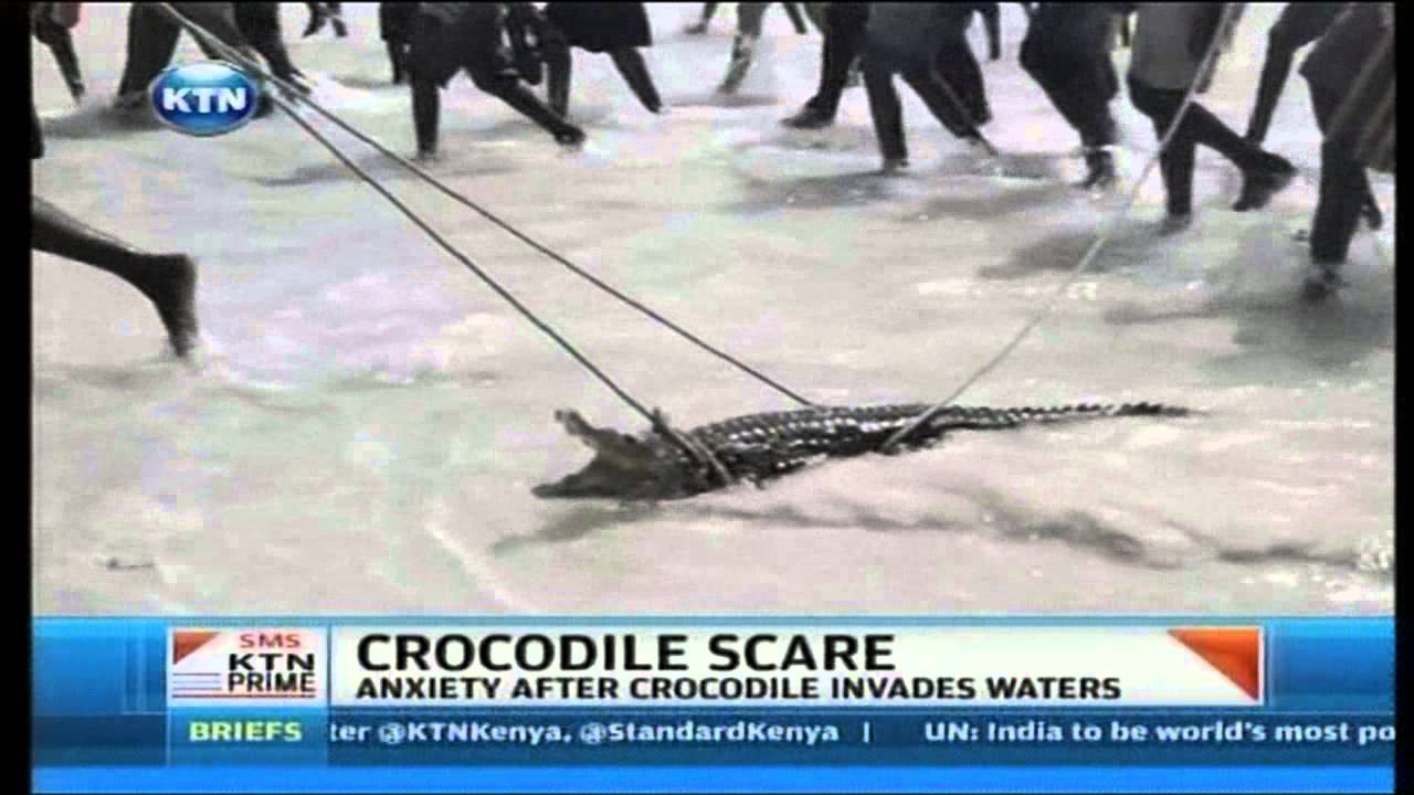 Crocodile disrupts activities at a Mombasa beach
