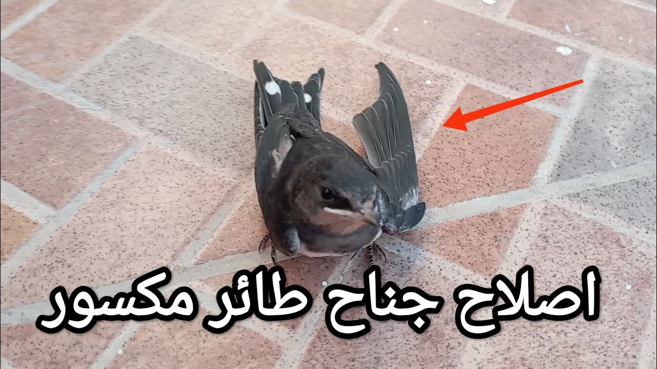 اصلاح جناح مكسور لعصفور صغير