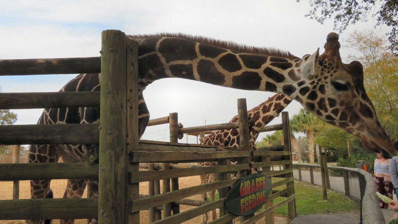 Gulf Breeze Zoo in Florida Scenic Relaxation | Giraffes, Lions, Monkeys & More with Ambient Music