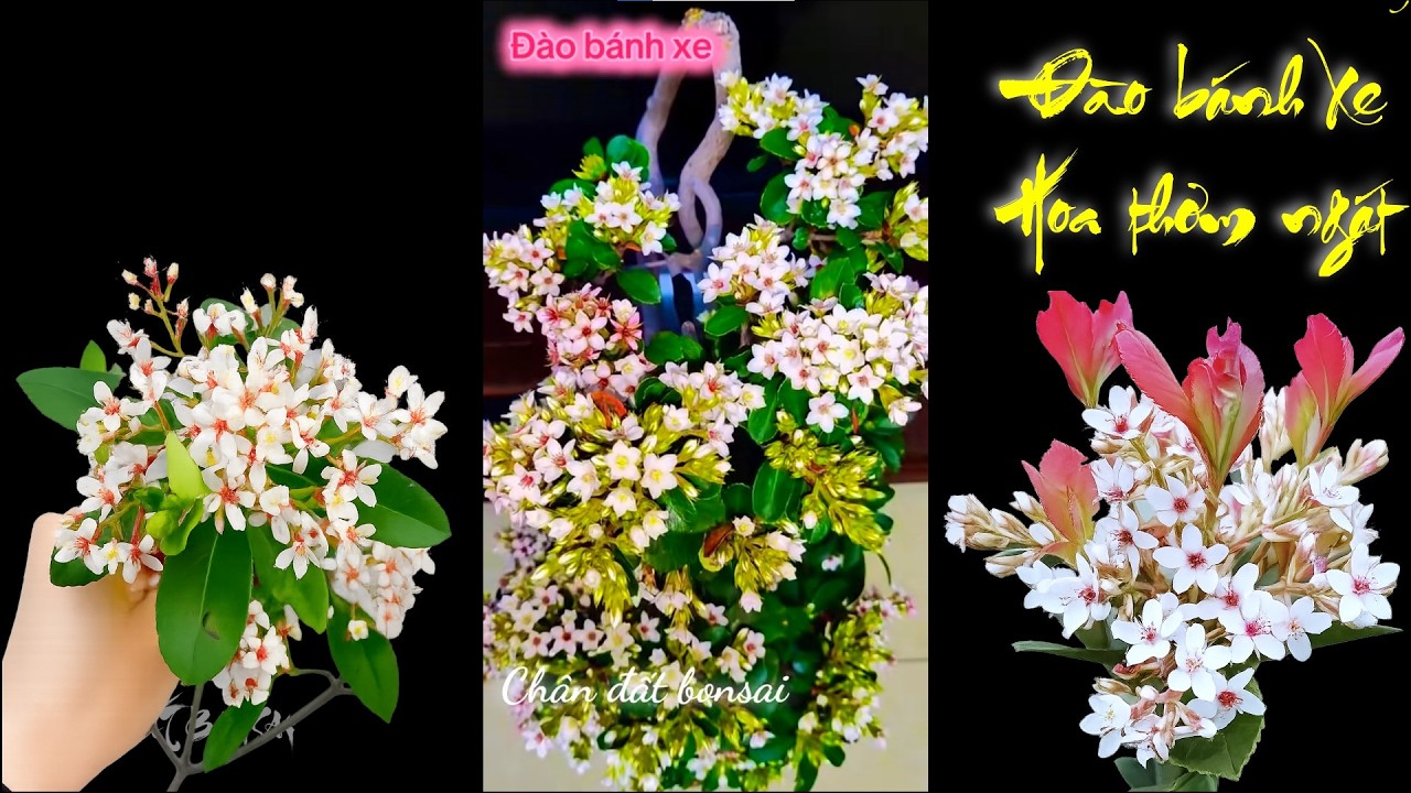 Chào bán cây Hoa Xuân đào bánh Xe giá chỉ 500k cây sống khỏe 17/03/2026