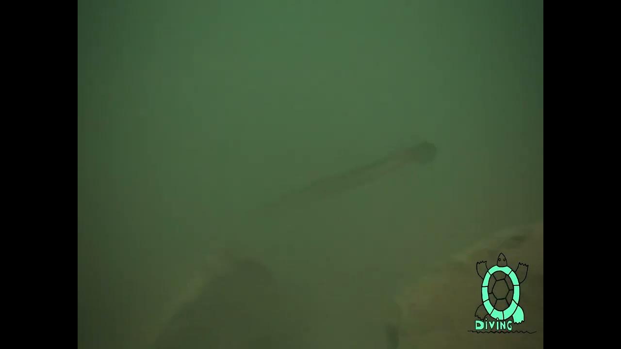 De Duikvereniging van Qdiving ruimt recreatieplas Zeumeren op 🤿
