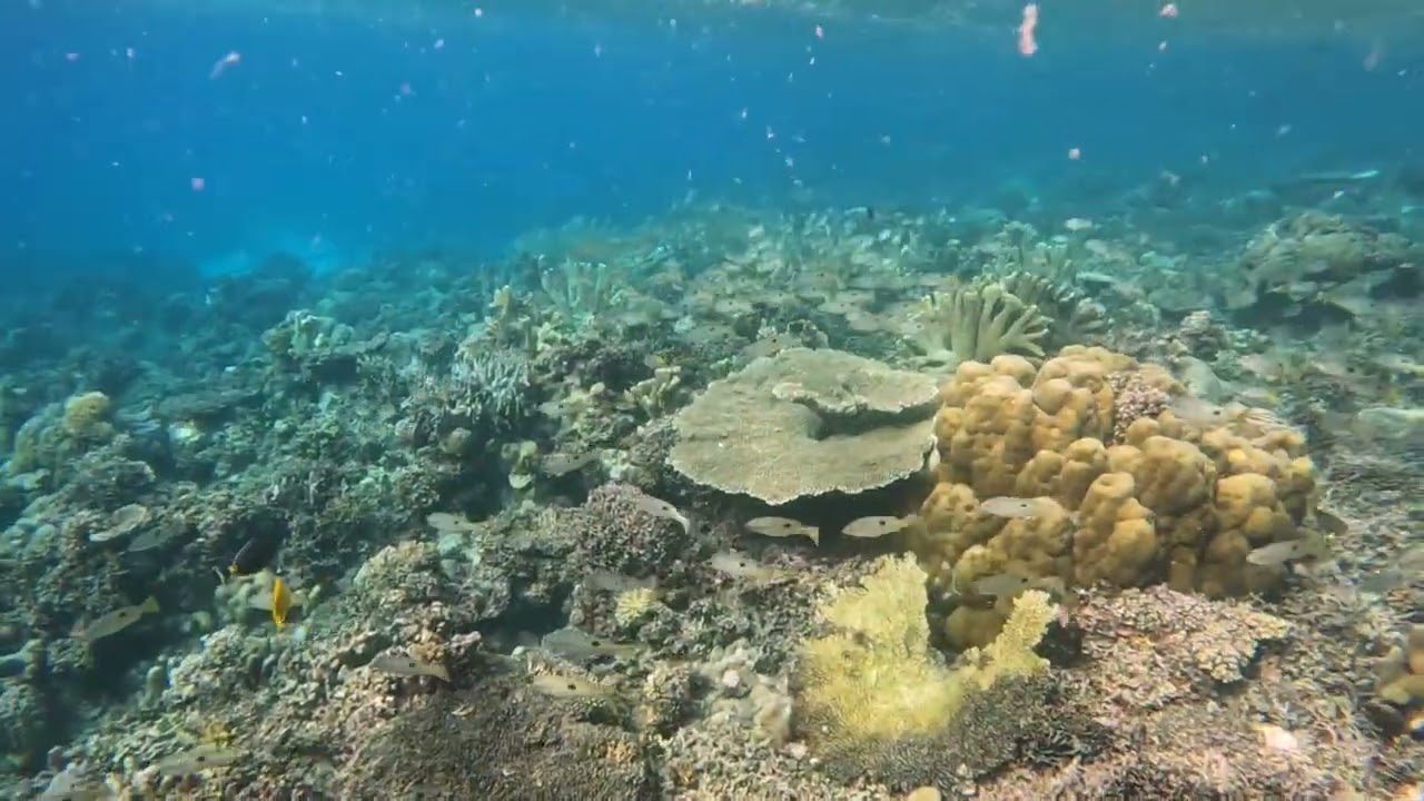 Bahia Tomini House Reef