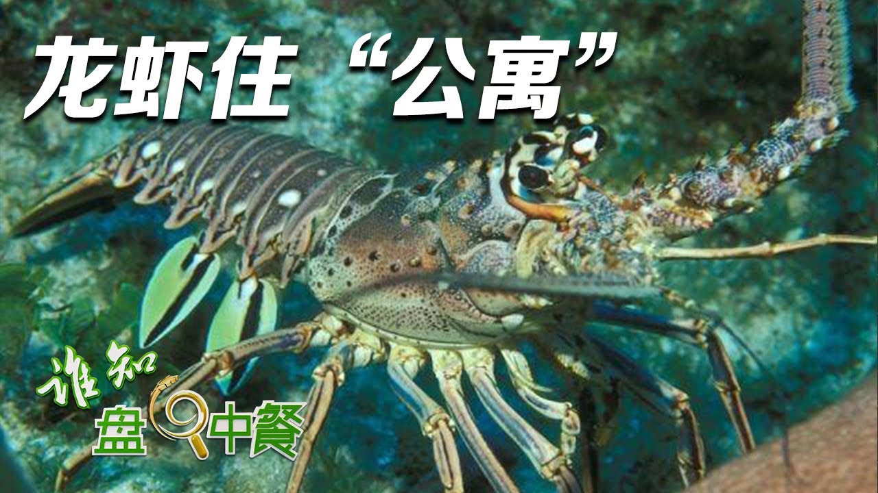 揭秘锦绣龙虾的养殖方法！他给龙虾搭建“水底公寓”，养虾秘诀竟然是不停“搬家”？丨「谁知盘中餐」20230703