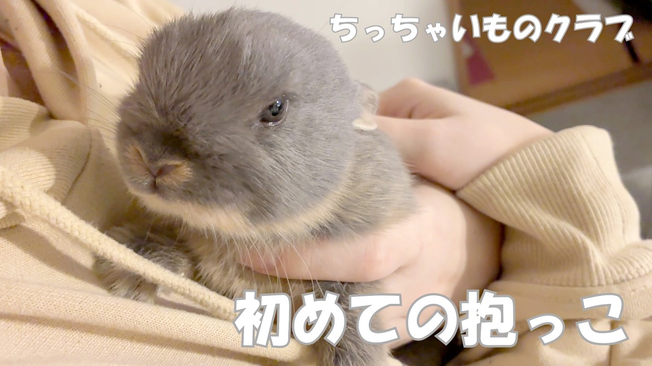 【赤ちゃんうさぎ】はじめての抱っこ