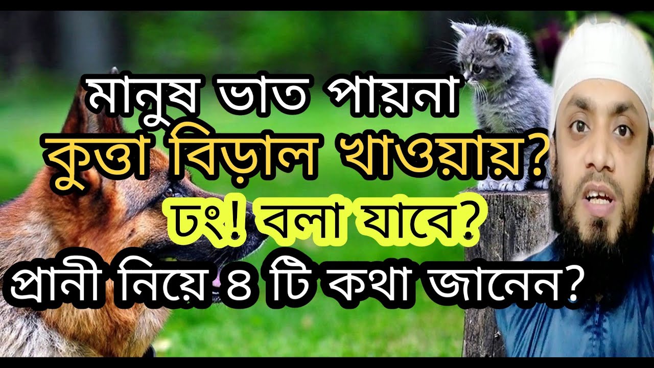 কুকুর বিড়াল পোষা আর বেওয়ারিশ প্রানীদের নিয়ে ইসলাম কী বলে?।।সাইফুল্লাহ।।new waz2020