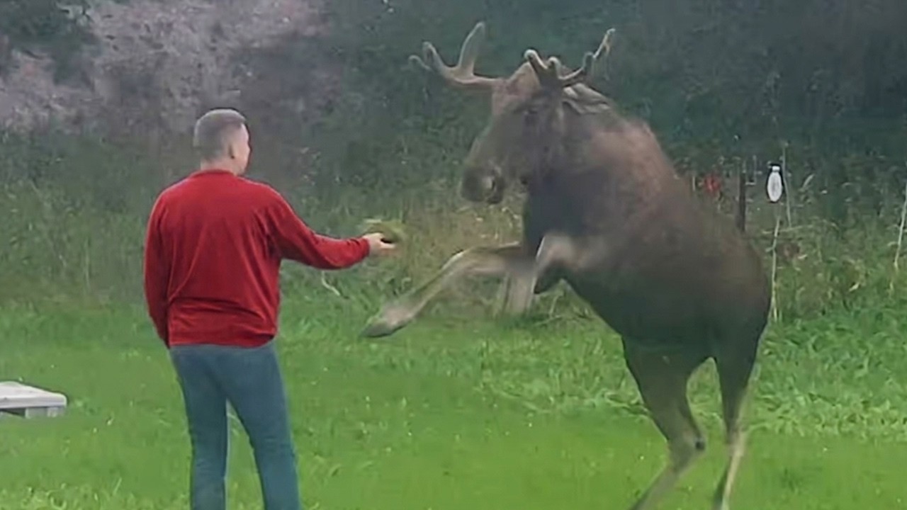 The Best Moose Moments That Turned Into Uncontrollable Laughter