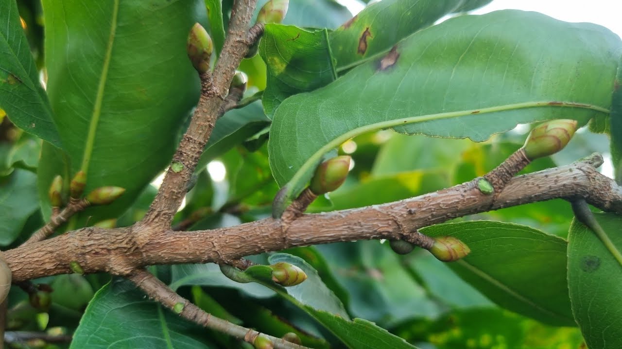 Xem nụ chọn ngày lặt lá mai vàng giúp nụ bung nở đúng tết