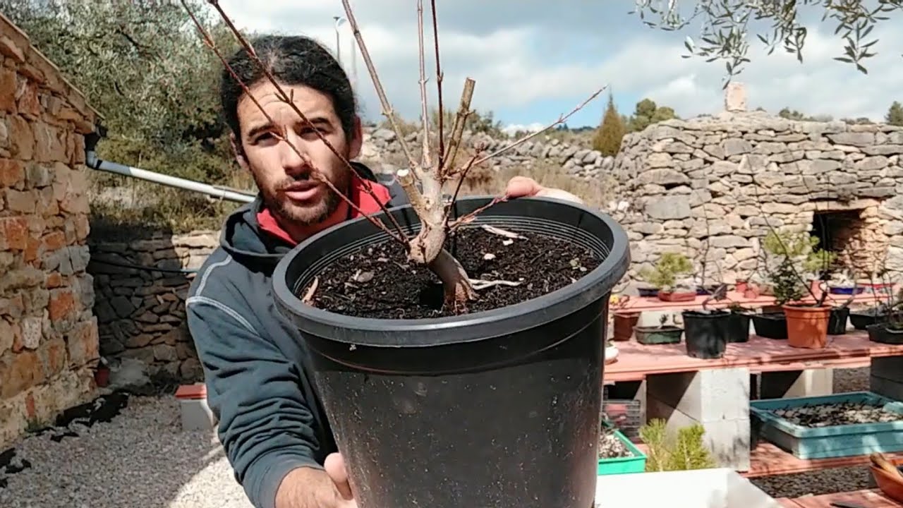 A tope con los trasplantes de Acer buergerianum